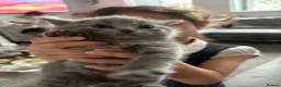 British Shorthair cats for sale: Half Bsh absolutely beautiful kittens - Advert 6