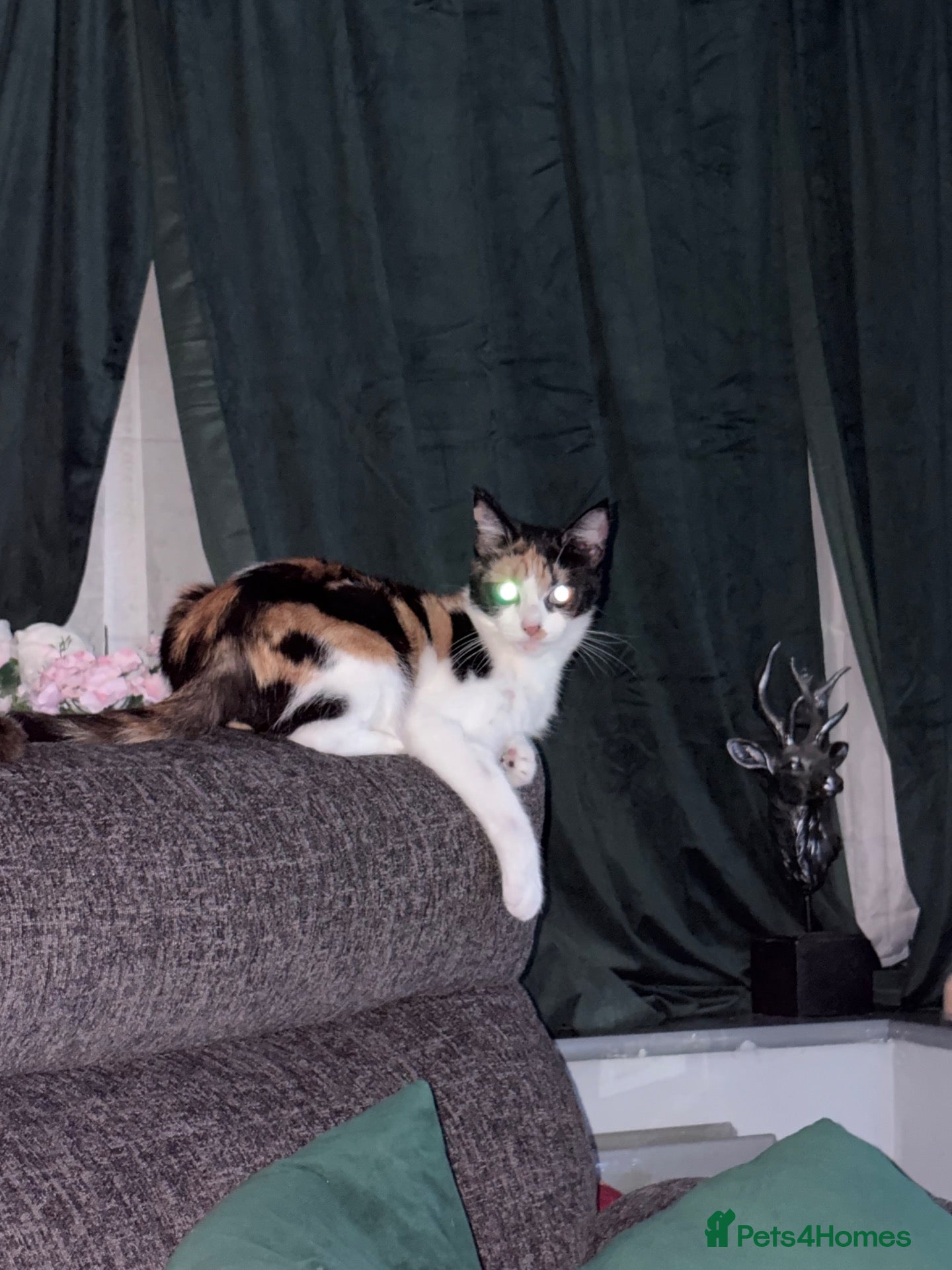 Domestic Shorthair cats 1x ginger male  - Advert 1