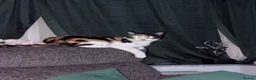Domestic Shorthair cats for sale: 1x ginger male  - Advert 1