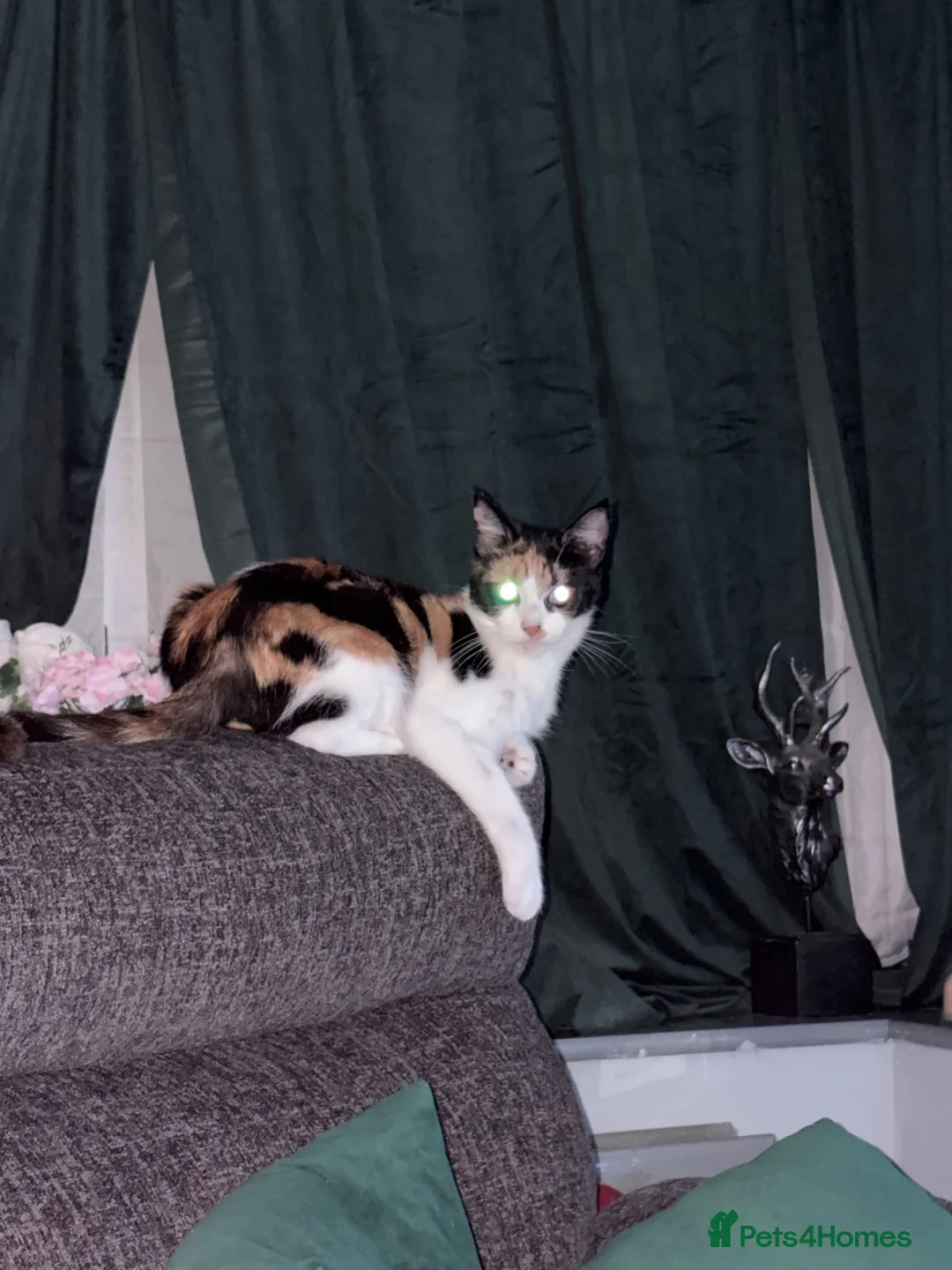 Domestic Shorthair cats for sale: 1x ginger male  - Advert 1
