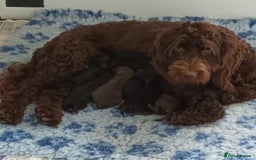 Cockapoo dogs for sale: F1b SPROODLES FROM 5* LICENCED BREEDER. - Image 10