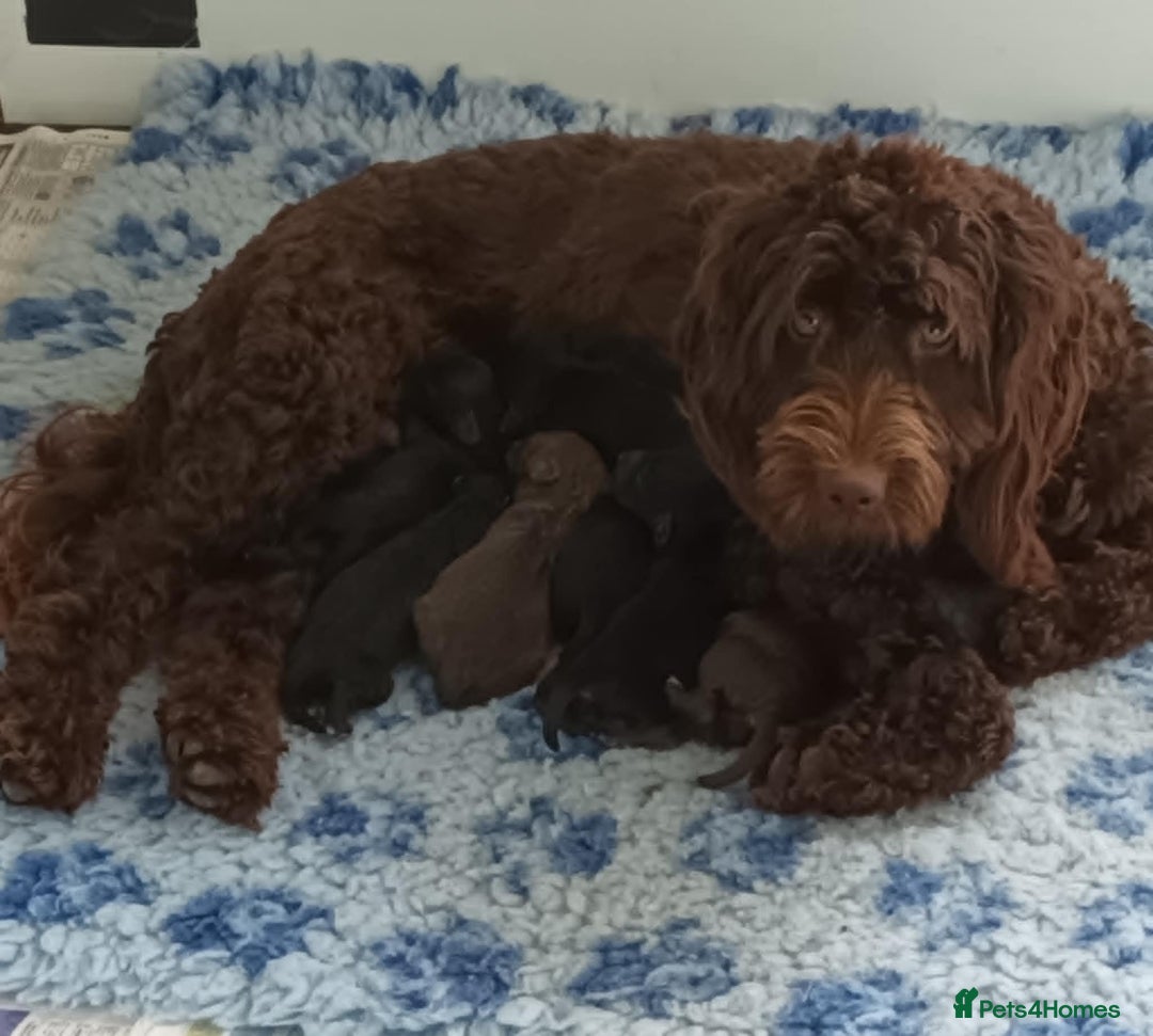 Cockapoo dogs for sale: F1b SPROODLES FROM 5* LICENCED BREEDER. - Image 10