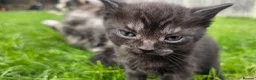 Mixed Breed cats for sale: Mixed Gray British Shorthair kittens 🩶 - Advert 4
