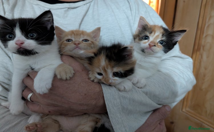 Mixed Breed cats - Advert 28