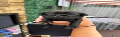 Pug 5