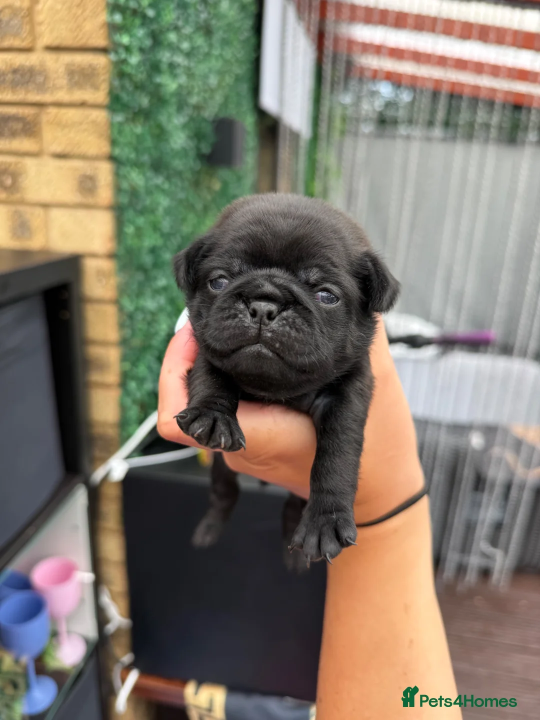 Pug dogs for sale: Pug Puppies ❤️🩵🩷💙💚💛 - Advert 9