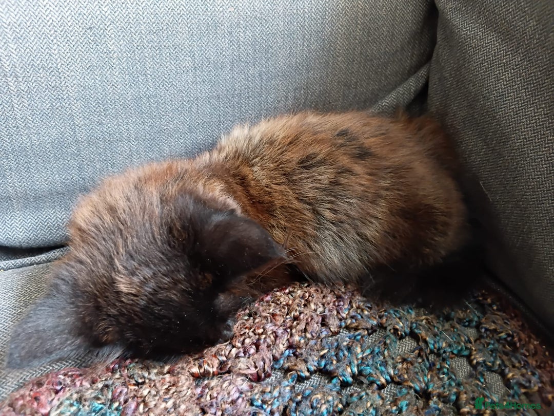 British Longhair cats for sale: Amazing fluff ball - Image 13