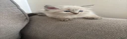 Ragdoll cats for sale: ✨ READY SOON ✨ Ragdoll Siberian Kittens - Advert 10