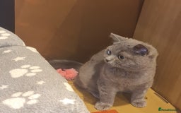 Scottish Fold cats for sale: Stunning kitten for rehomeing  - Image 3