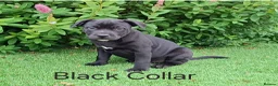 Staffordshire Bull Terrier dogs for sale: Classic Staffordshire Bull Terrier Puppies  - Advert 14