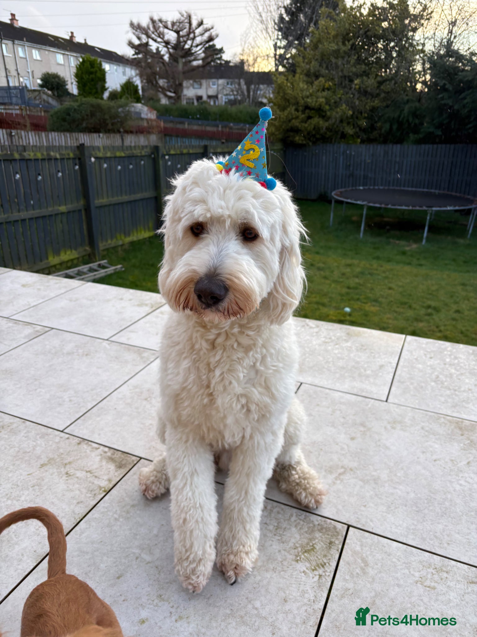 Goldendoodle dogs Marley available for stud  - Advert 9