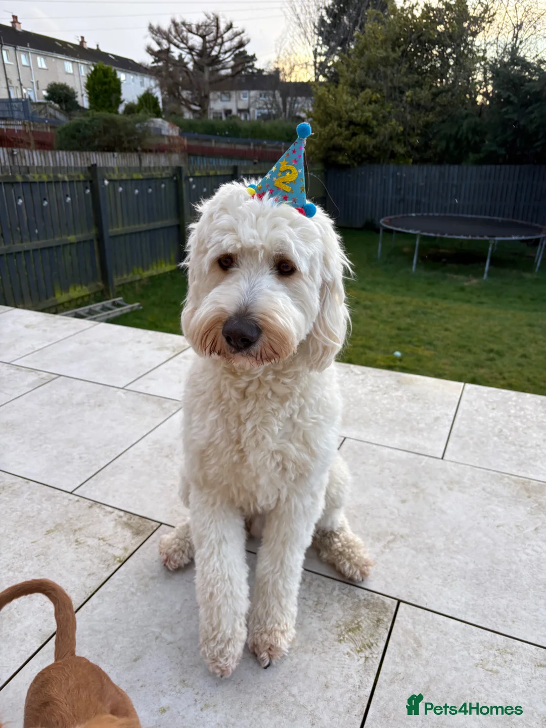 Goldendoodle dogs for stud: Marley available for stud  - Advert 1