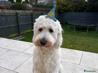 Goldendoodle dogs Marley available for stud - Advert 9