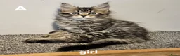 Maine Coon cats for sale: Large Maine Coon kittens regd European bloodline - Advert 37