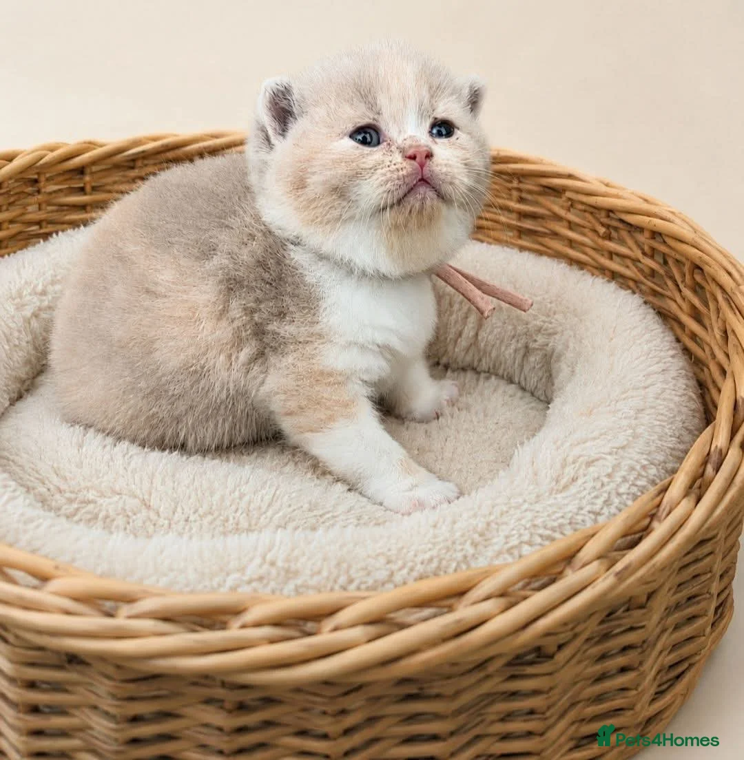 British Shorthair cats for sale: Supreme champion GCCF British Shorthair Kittens  - Advert 2