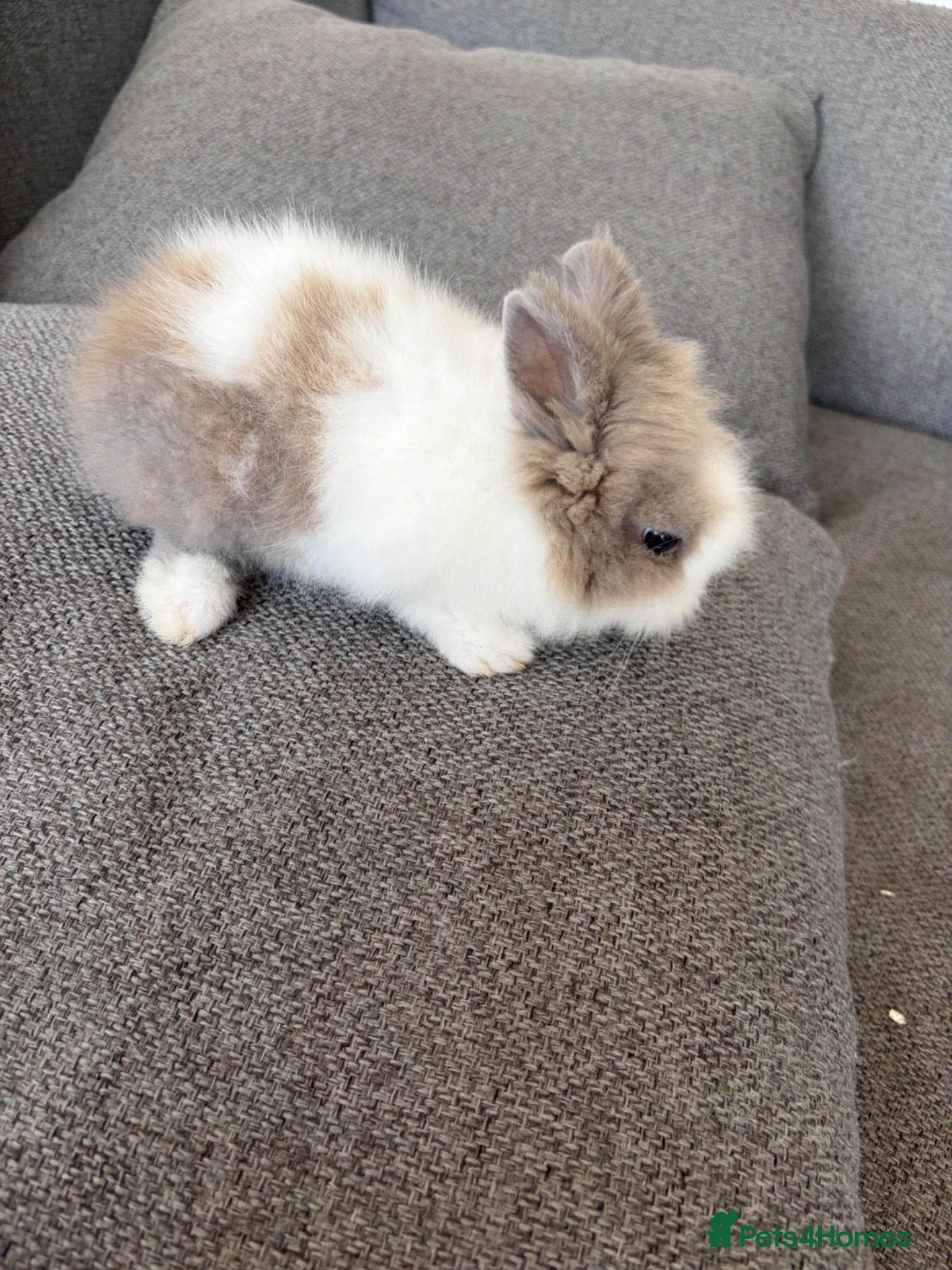 Lionhead rabbits Double-main dwarf lionhead rabbit  - Advert 1