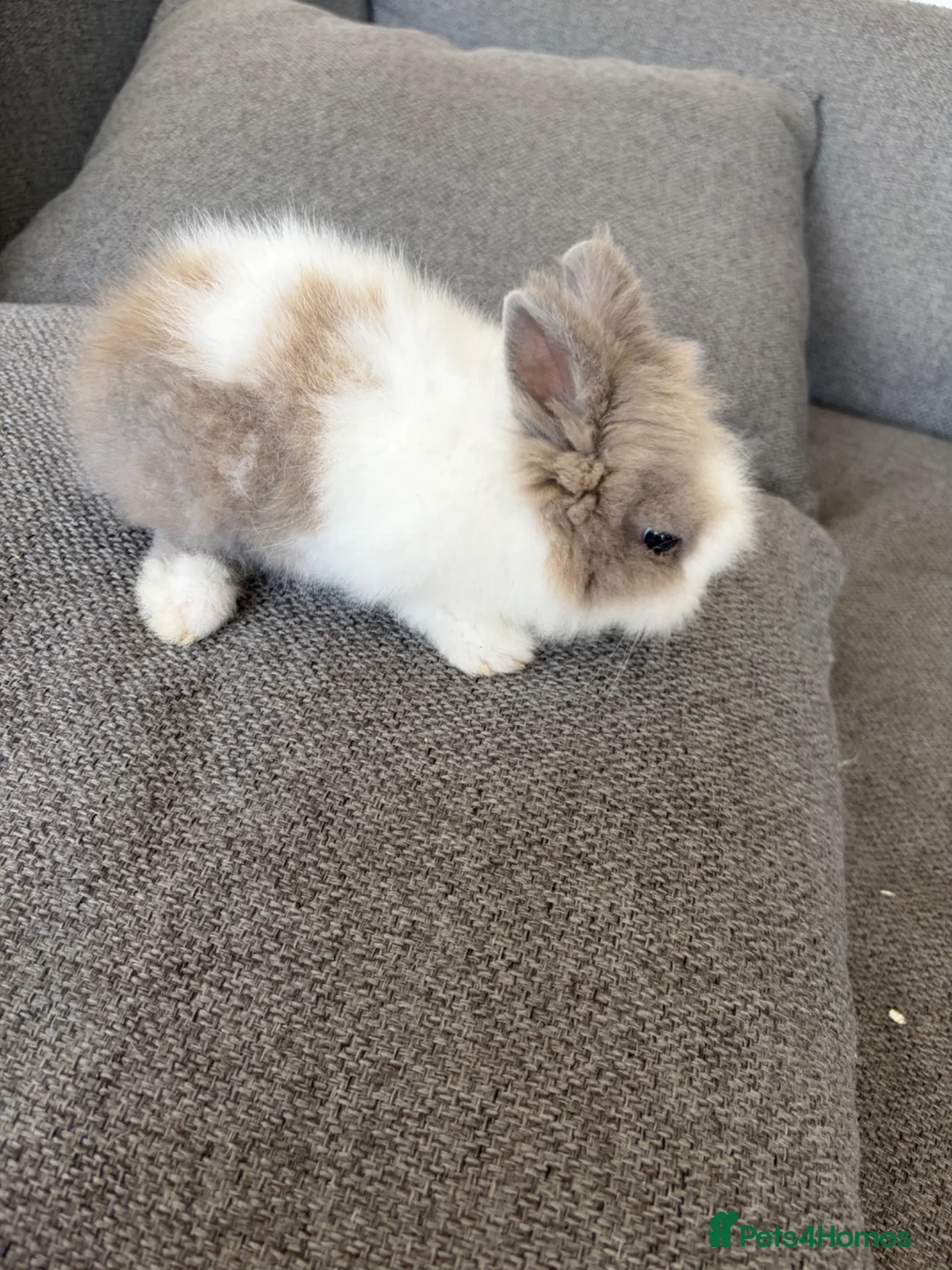 Lionhead rabbits for sale: Double-main dwarf lionhead rabbit  in Liverpool - Advert 1