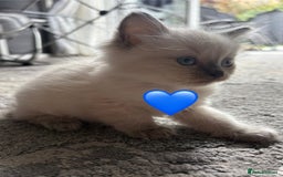 Ragdoll cats for sale: 6 blue point ragdolls for sale 5 boys 1 girl  - Image 11