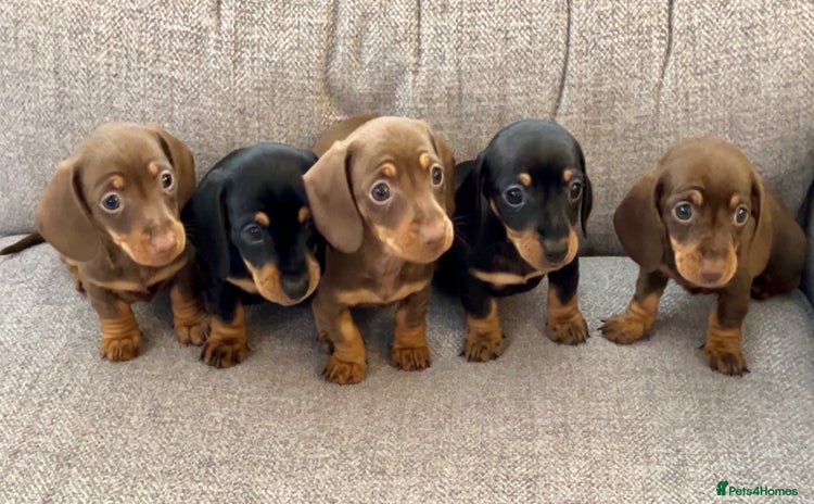 Miniature Dachshund dogs Mini smooth Dachshunds KC Reg & PRA Clear - Advert 1