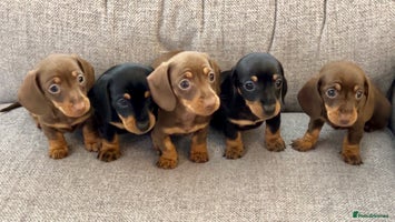 Miniature Dachshund dogs Mini smooth Dachshunds KC Reg & PRA Clear - Advert 7