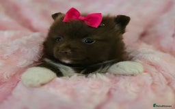 Pomeranian dogs for sale: Pomeranian puppies  - Image 8