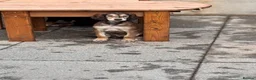 Saluki dogs for sale: Male  Saluki puppy 10 weeks old  - Advert 12