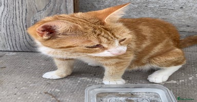 Mixed Breed cats - Advert 15