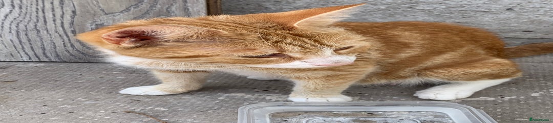 Ginger Adult Cat
