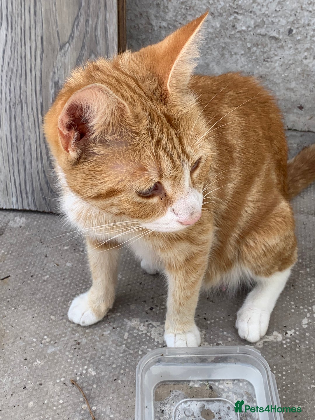 Mixed Breed cats for sale: 3 Kittens & Mother for Sale - Image 2