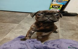 Frug dogs for sale: Two ten week old female frugs for sale - Image 8