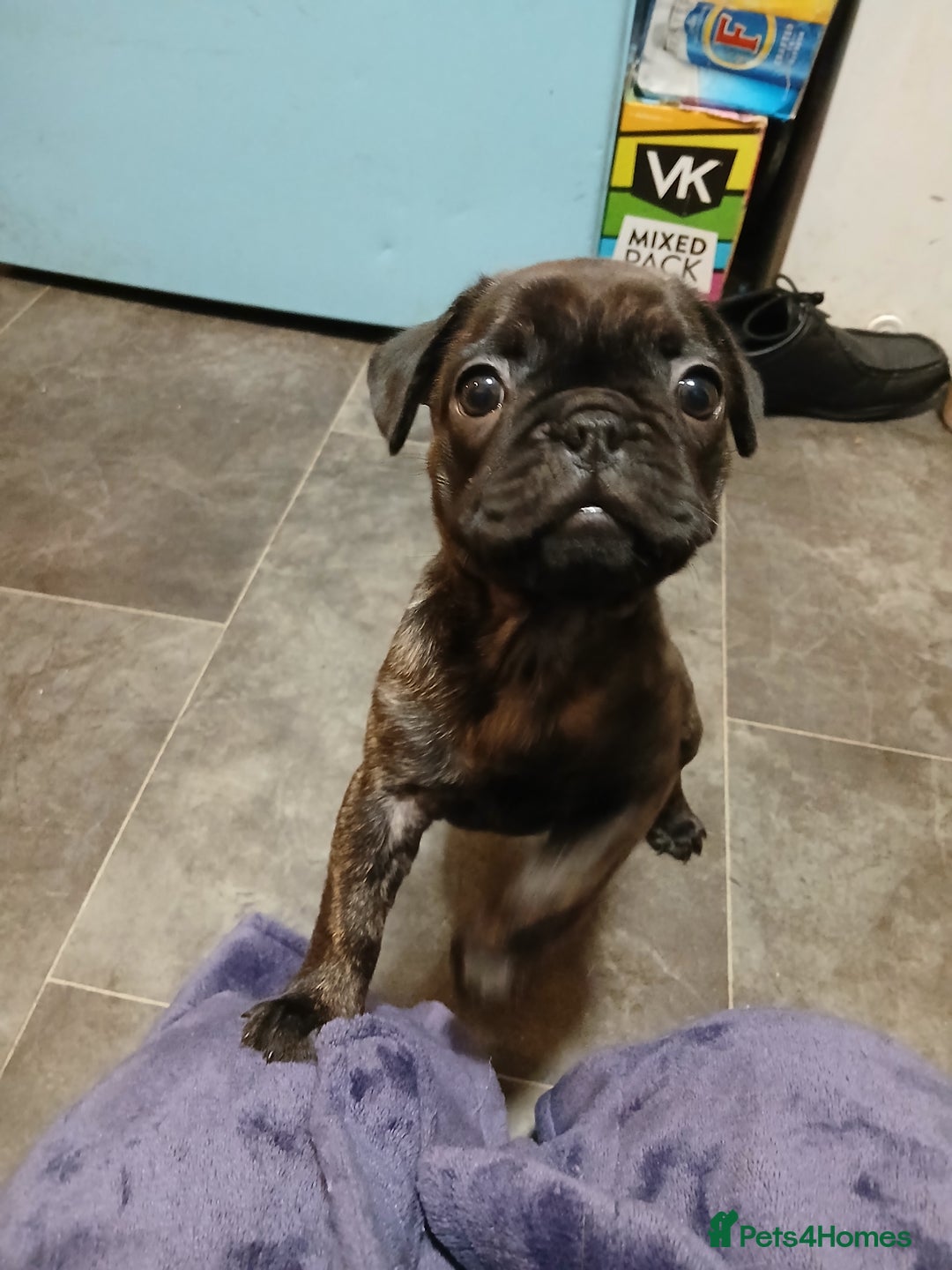 Frug dogs for sale: Two ten week old female frugs for sale - Image 8