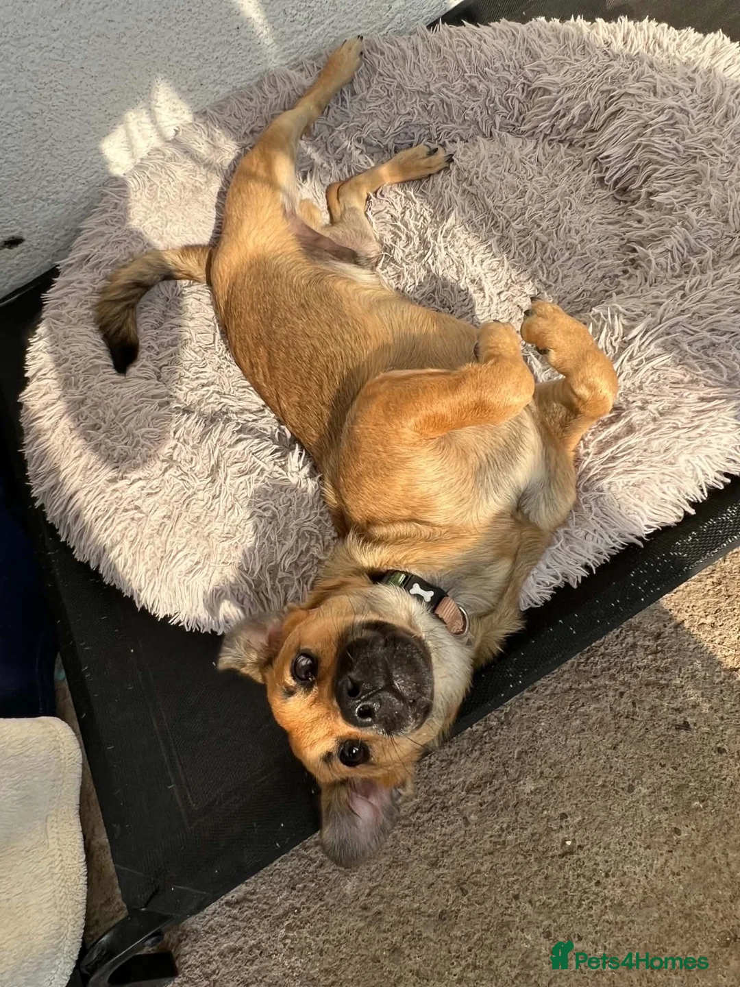 Mixed Breed dogs for adoption: Little Lucky is looking for a family 💙 - Advert 2
