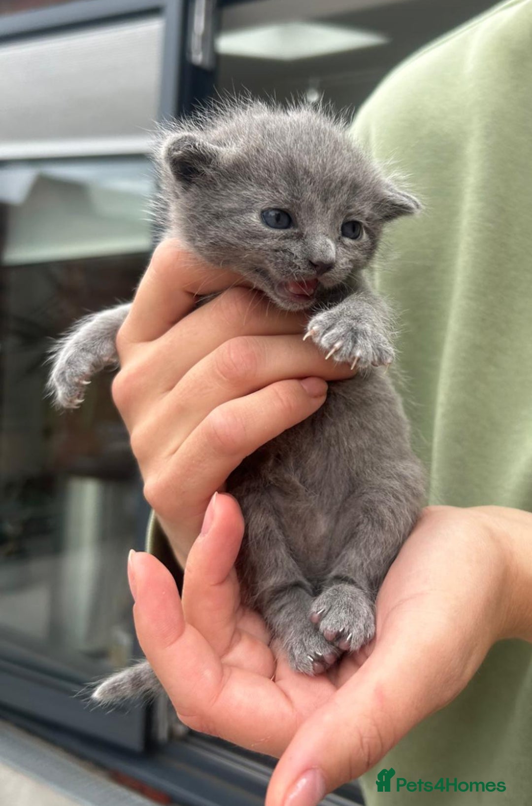 Mixed Breed cats for sale: 3 kittens mixed breed, 2 blue and one blue/white - Image 6
