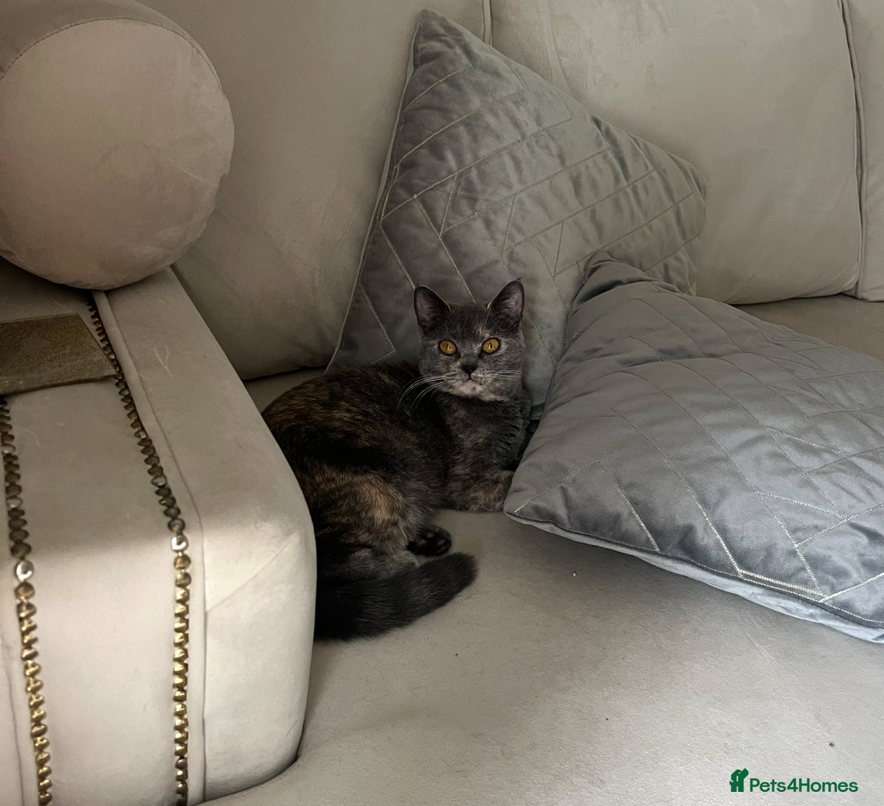 British Shorthair cats Beautiful female British short hair  - Advert 8