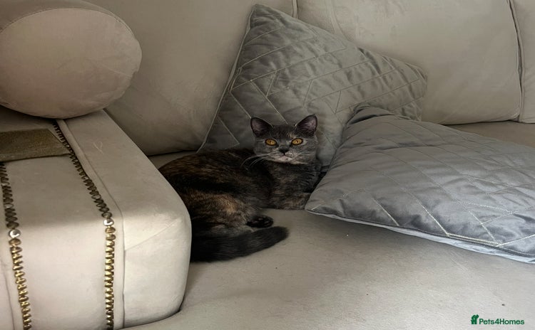 British Shorthair cats - Advert 4