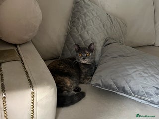 British Shorthair cats Beautiful female British short hair - Advert 8