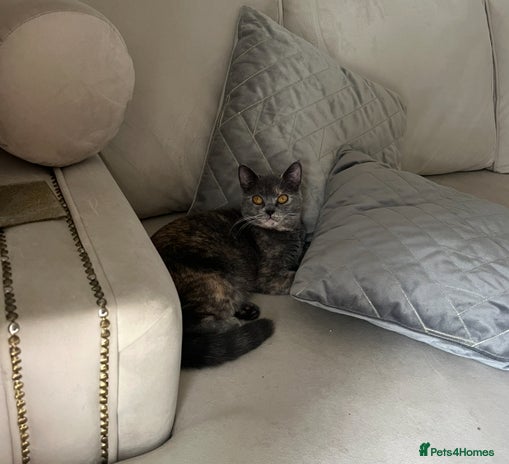 British Shorthair cats - Advert 2