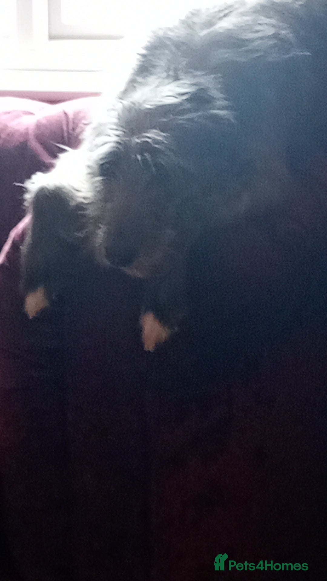 Mixed Breed dogs for sale: Female blue/grey lurcher - Image 2