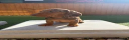 Miniature Dachshund dogs for sale: Miniature dachshund puppies - Advert 6