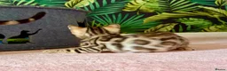 Bengal cats for sale: *READY NOW* Bengal Kittens - Advert 10