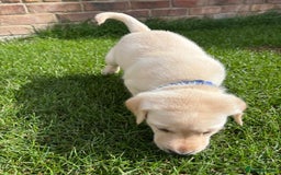 Labrador Retriever dogs for sale: ⭐️⭐️Stunning KC Reg Yellow Labrador Puppies⭐️⭐️ - Image 4