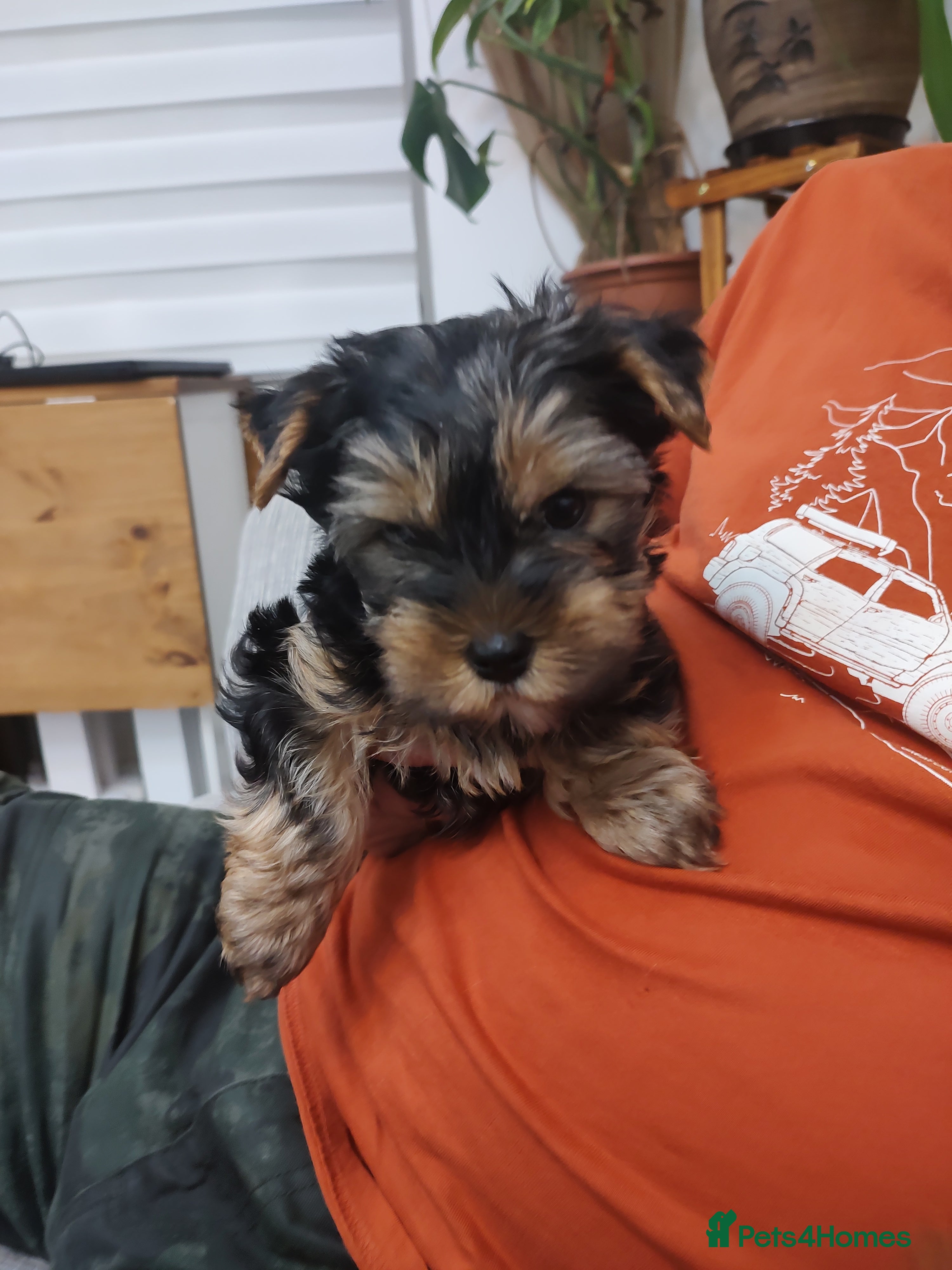 Yorkshire Terrier dogs Mini Yorkshire terrier Boy - Advert 11