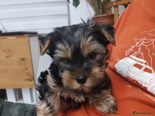 Yorkshire Terrier dogs Mini Yorkshire terrier Boy - Advert 11