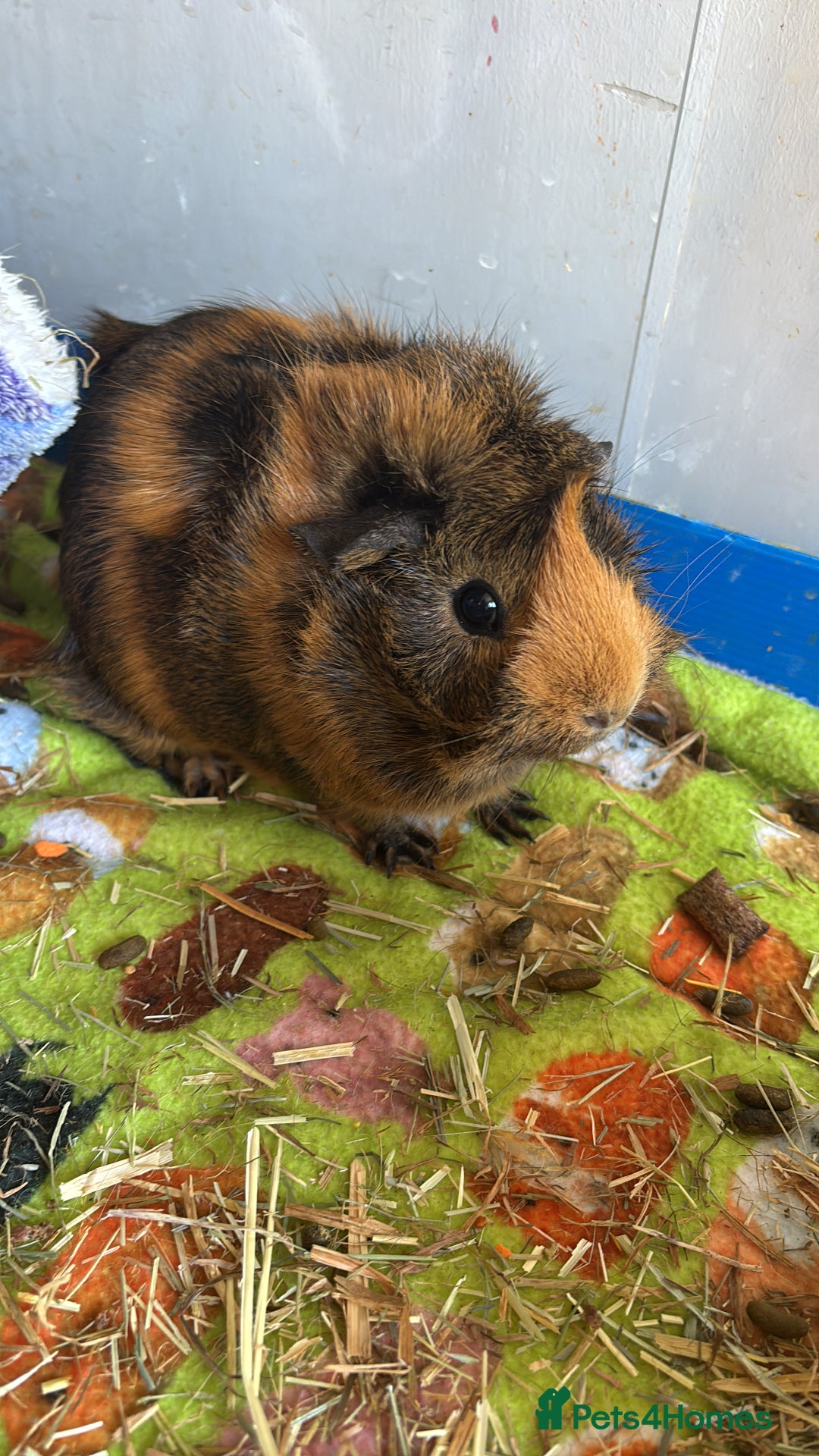 Guinea Pig rodents for sale: 1 male and 1 female guineapig  - Image 2