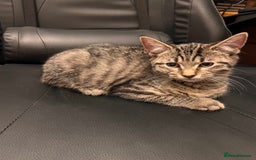 Mixed Breed cats for sale: Cute and playful kitties  - Image 2