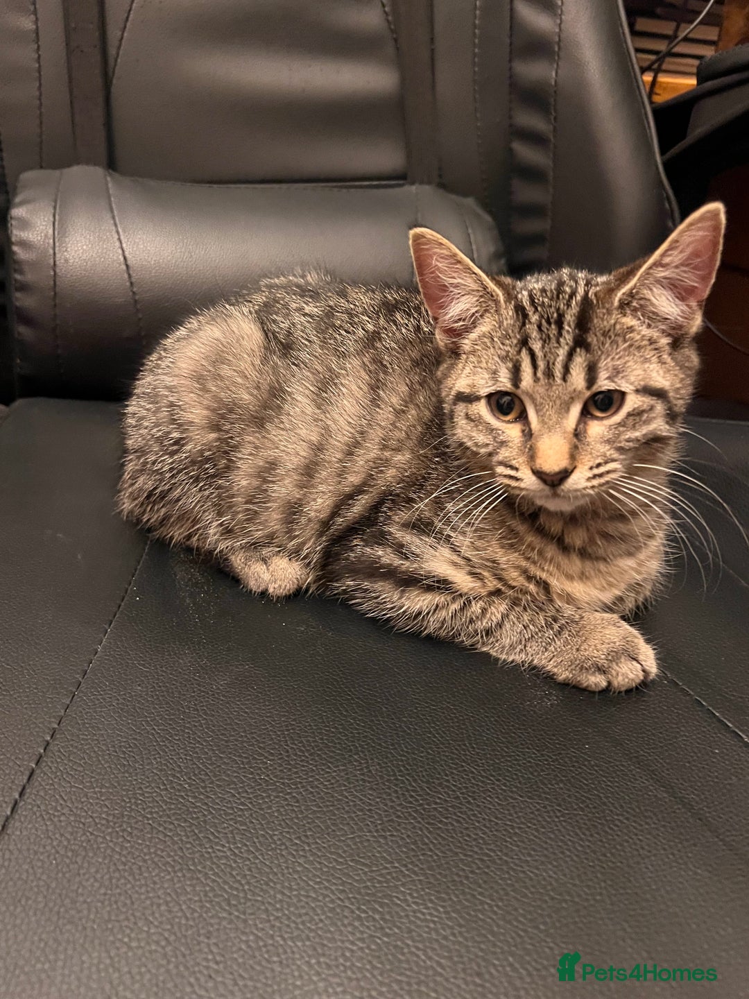 Mixed Breed cats for sale: Cute and playful kitties  - Image 2