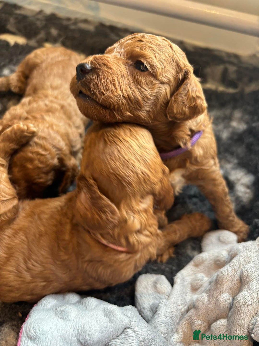 Cockapoo dogs for sale: Stunning Fox Red F1B Cockapoos Outstanding Quality - Image 15