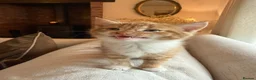 Mixed Breed cats for sale: Beautiful Ginger Kittens  - Advert 24