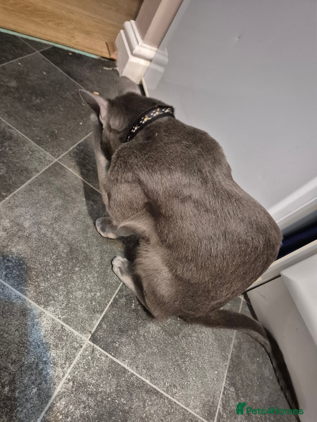 Oriental cats for sale: Beautiful blue/gray oriental kittens - Advert 20