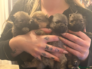 Pomeranian dogs Beautiful tiny Pomeranian puppies - Advert 1